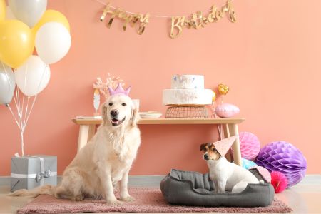 20 idées de cadeaux originaux pour chien - 2Tout2Rien