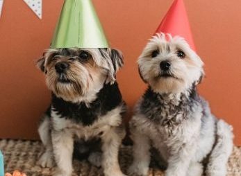 cadeau pour chien
