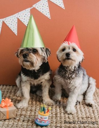 cadeau pour chien