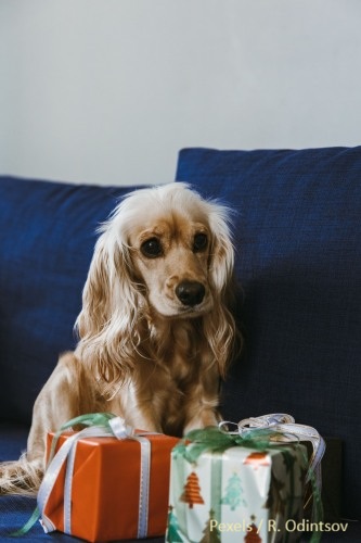 cadeau propriétaire chien